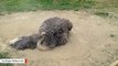 No Water Needed: This Ostrich Is Taking A Dust Bath