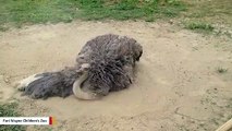 No Water Needed: This Ostrich Is Taking A Dust Bath