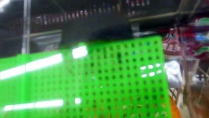 Selling Bugs in Japan!