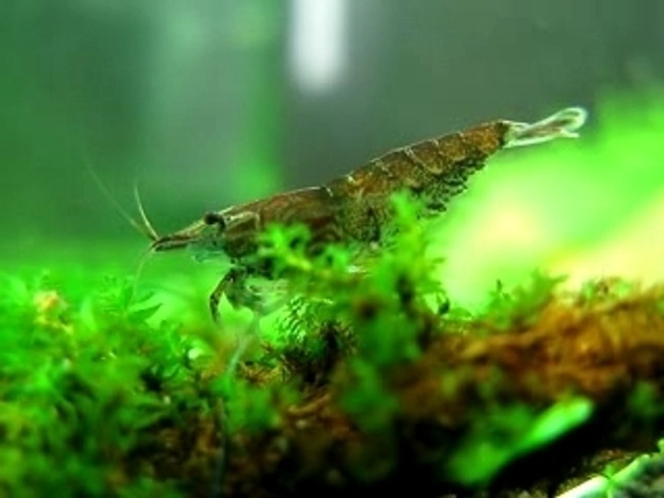 neocaridina palmata