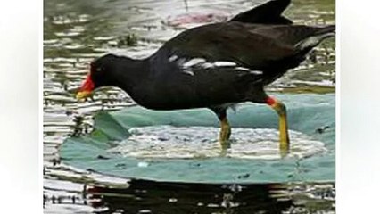 Tiếng quốc biển, quốc mốc, Tríc rẽ , gà nước tháng 3 ( lượt di cư về sinh sản ) free ✔ - YouTube