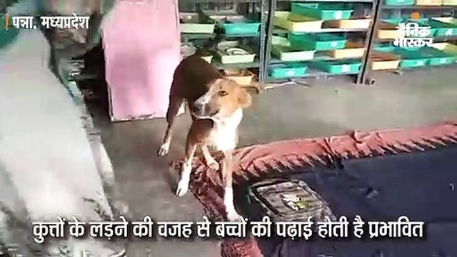 पन्ना के सरकारी स्कूल में क्लास में बैठे रहते हैं आवारा कुत्ते; बच्चों में बना रहता डर