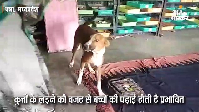 स्कूल में बच्चों के साथ क्लास में बैठे रहते हैं आवारा कुत्ते