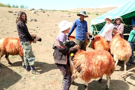Koç katımı geleneği Tunceli yaylalarında yaşatılıyor