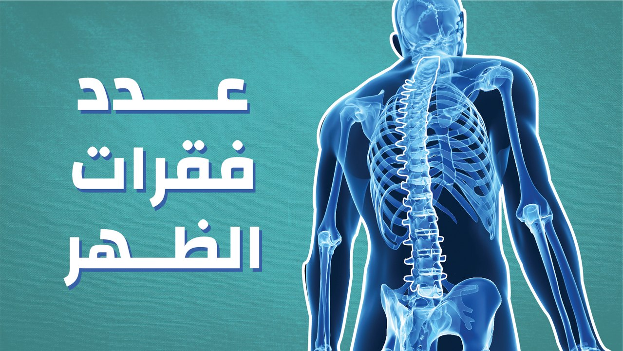 عدد فقرات الظهر