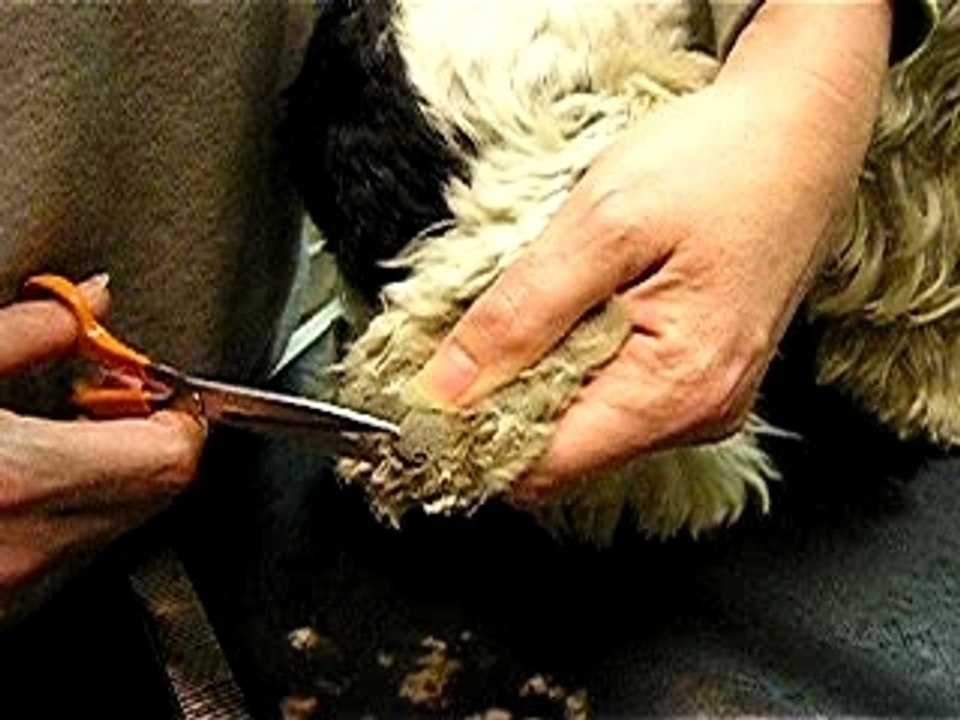 pieds cocker 2