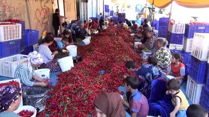 Kadınların geçim kaynağı kırmızı altın