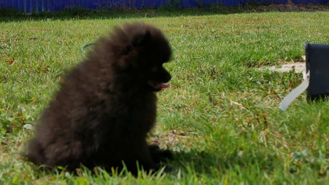 Pomeranian im Garten!