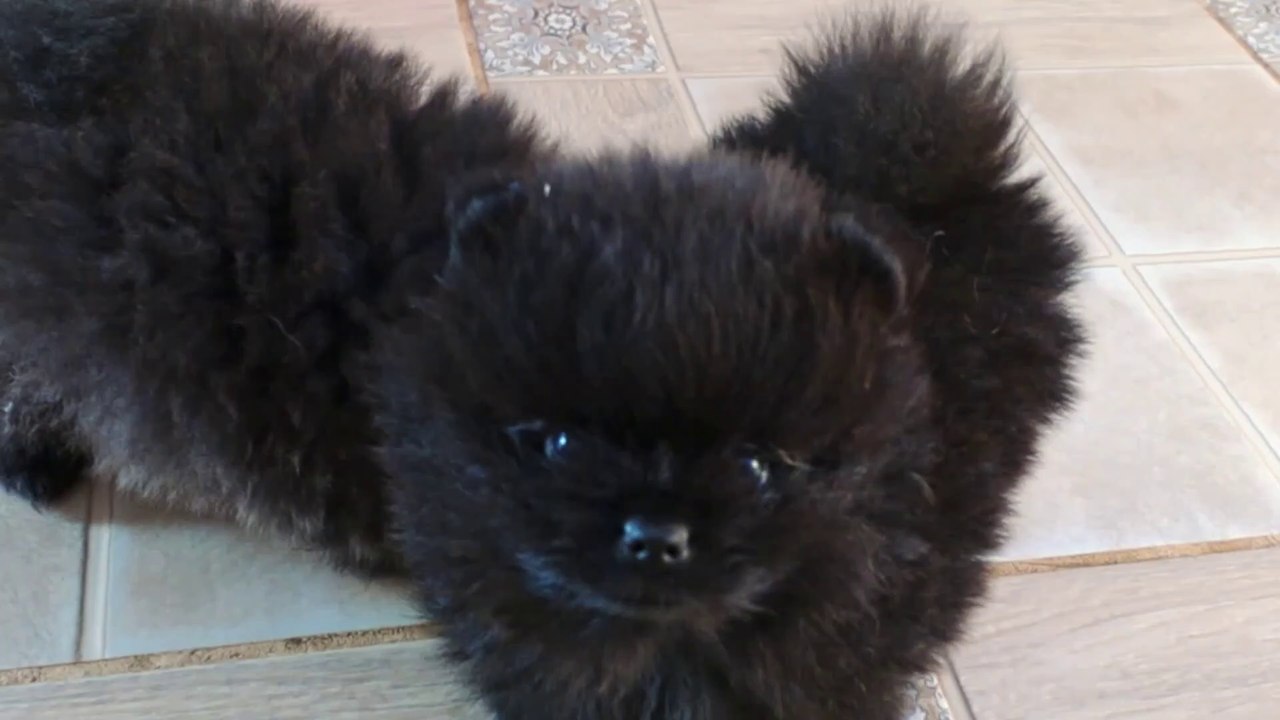 Pomeranian Welpen Wurf 2019