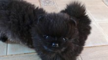Pomeranian Welpen Wurf 2019