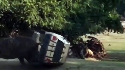 Un rhinocéros charge la voiture de la gardienne