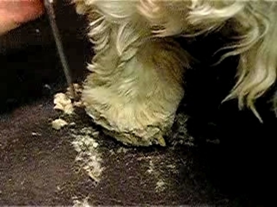 pieds cocker 3