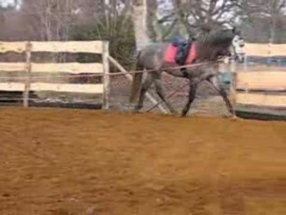 Ingenioso mon bel étalon