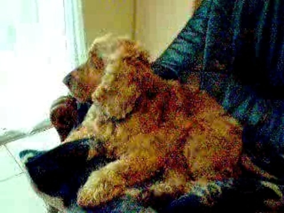 quel vie de chien