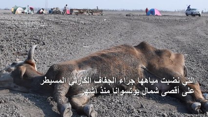 حيوانات فرس نهر ورؤوس ماشية تعلق في وحول بحيرة بسبب الجفاف في بوتسوانا