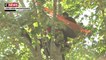 Un homme perché dans un arbre à Paris pour sauver des arbres dans le Gers