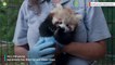 This Red Panda Cub Is The Cutest Thing You'll See Today