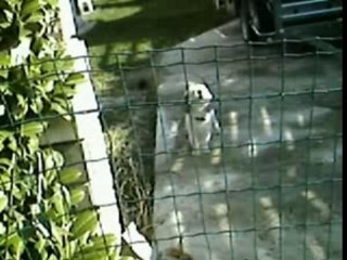 30 millions d'abrutis-L'évolution d'un chien