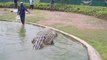 Ce crocodile énorme est la star d'un parc animalier en Nouvelle Guinée