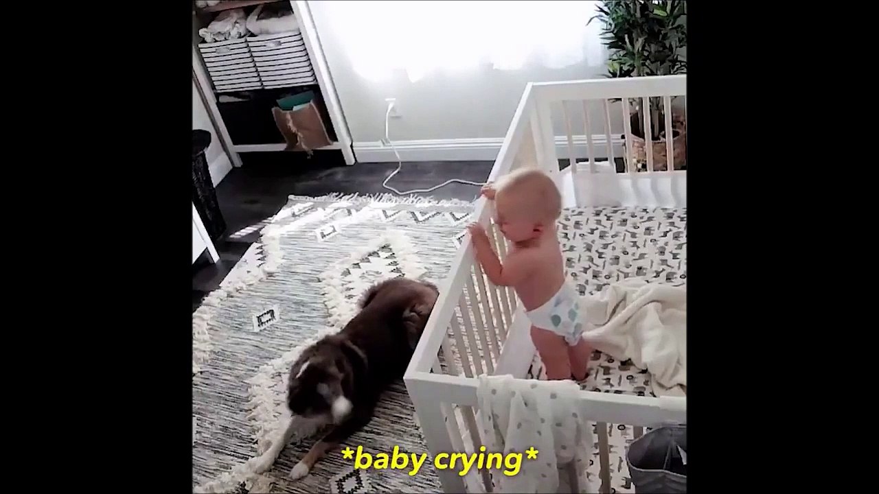 Ce chien est mieux qu'une nounou pour ce bébé