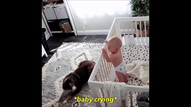 Ce chien est mieux qu'une nounou pour ce bébé
