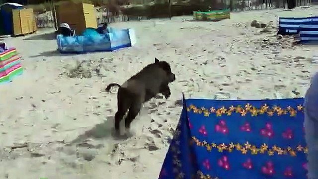 Un sanglier s'incruste sur une plage en pologne et charge les touristes