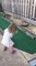 Little Girl Trips Over Bump on Mini Golf Turf After Hitting Ball into Hole