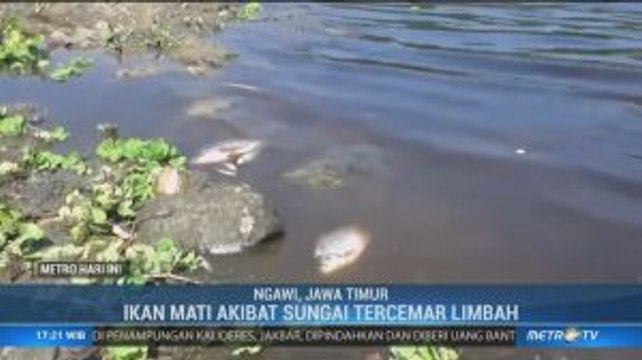 Diduga Tercemar Limbah, Ribuan Ikan di Bengawan Solo Mati