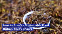 Eating Insects For Protein Isn't That Eco-Friendly