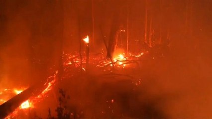 Veszélyben az összefüggő esőerdő-takaró