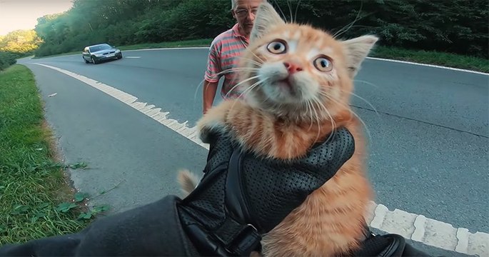 Un motard sauve d'une mort certaine un chaton abandonné qui se trouvait au milieu de l'autoroute