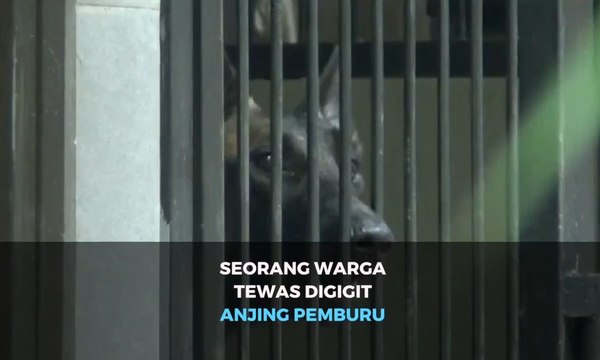 Seorang Warga Tewas Digigit Anjing Pemburu