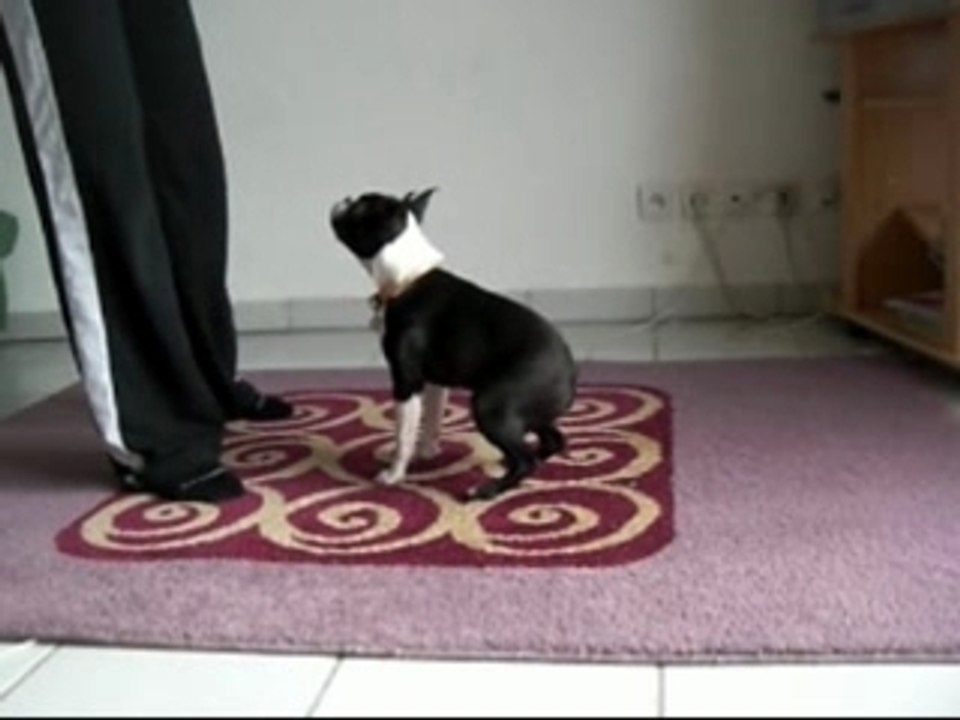 Cachou_tourne1