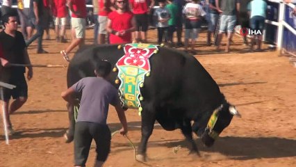 Boğa güreşinde tehlikeli anlar...Boğalar önce tribüne çıktı ardından arena dışında güreşti