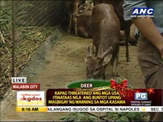 Malabon Zoo home to Rudolph the deer