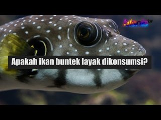 Apakah Ikan Buntek Layak Dikonsumsi?