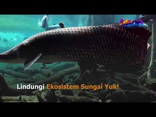 Heboh Arapaima di Sungai Brantas