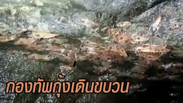 เปิดคลิปกุ้งเดินขบวน 2562 ครั้งเดียวในรอบปีที่อุบลฯ