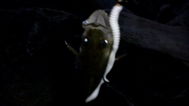 MCH 178.NIGHT FISHING GLENIFFER LAKE ALBERTA CANADA. JIJING.