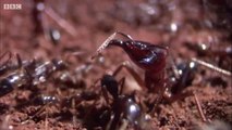 Ants Build a New Home - Natural World- Ant Attack - animal planet