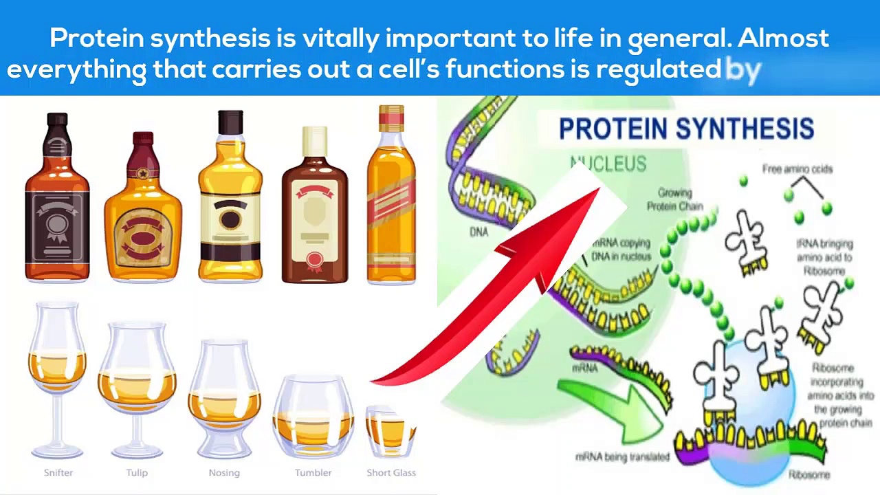 How Does Alcohol Reduce Protein Synthesis – 24/7 Addiction Helpline Call 1(800) 615-1067
