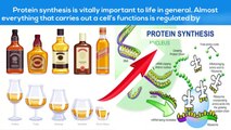 How Does Alcohol Reduce Protein Synthesis - 24/7 Addiction Helpline Call 1(800) 615-1067