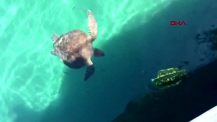 Antalya limana gelen carettalara yoğun ilgi