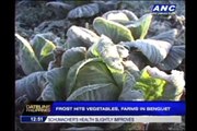 Frost hits vegetables, farms in Benguet