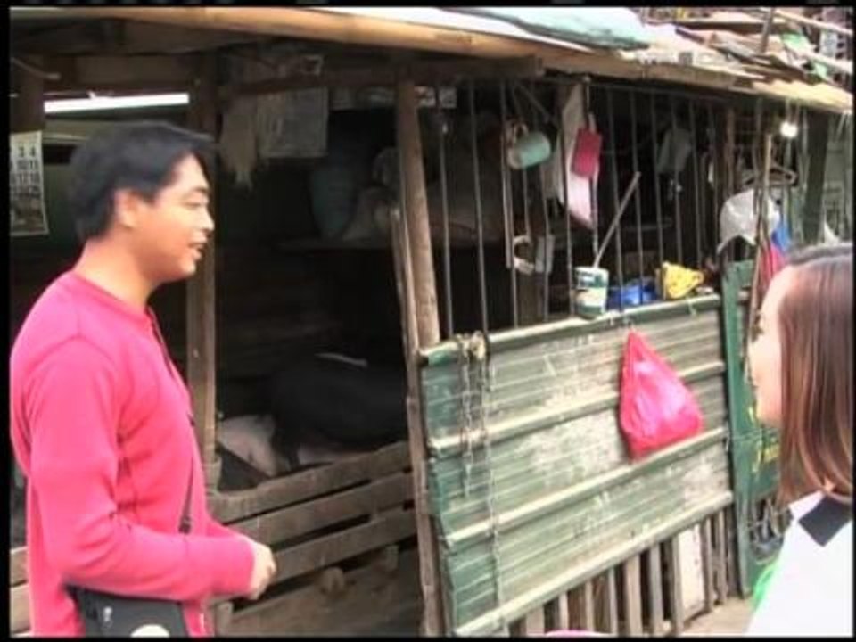 Baguio livestock getting sick due to cold weather