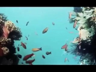 A look at the past Dyesebels