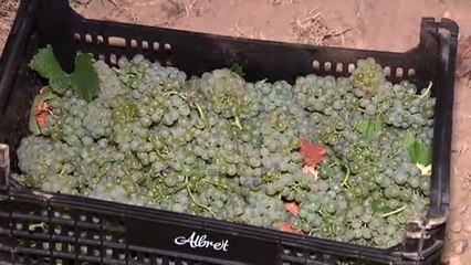 Vendimia nocturna para un vino de máxima calidad