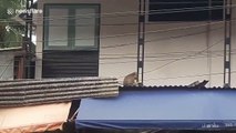 Evil monkey kidnaps kitten then holds it hostage on roof while eating bananas