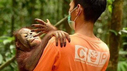 Sekolah Untuk Orangutan
