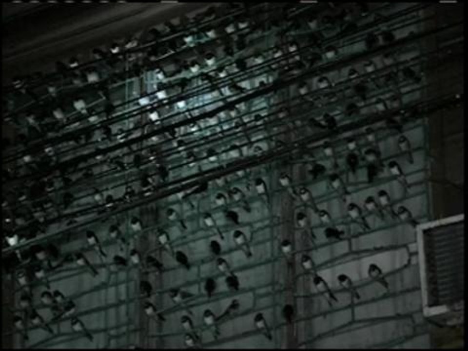 WATCH: Flocks of birds in Davao City baffle experts